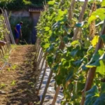 MT Produtivo avança com apoio internacional e reforço técnico em Mato Grosso