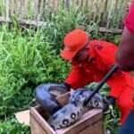 Sucuri de 3,5 metros aparece em quintal e mobiliza militares em Humaitá