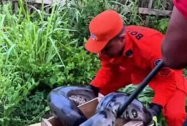 Sucuri de 3,5 metros aparece em quintal e mobiliza militares em Humaitá