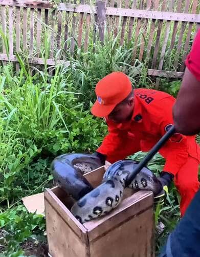 Sucuri de 3,5 metros aparece em quintal e mobiliza militares em Humaitá