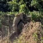 Onça-pintada é flagrada tentando carregar jacaré no Pantanal