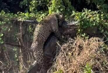 Onça-pintada é flagrada tentando carregar jacaré no Pantanal