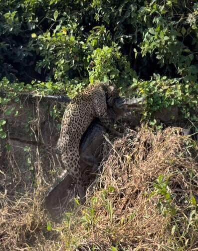 Onça-pintada é flagrada tentando carregar jacaré no Pantanal