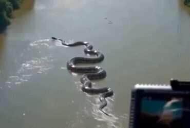 Cobra sucuri gigante “entala” em rio da Amazônia e intriga internet: vídeo é real?