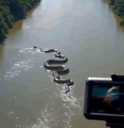 Cobra sucuri gigante “entala” em rio da Amazônia e intriga internet: vídeo é real?