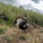 Sucuri de 15 metros e bezerro de 300 kg? Vídeo viral levanta debate: verdade ou ficção?