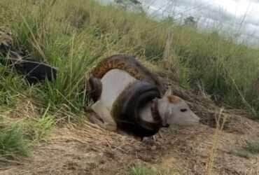 Sucuri de 15 metros e bezerro de 300 kg? Vídeo viral levanta debate: verdade ou ficção?