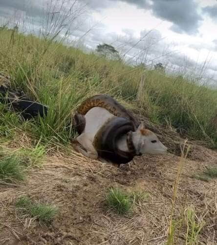Sucuri de 15 metros e bezerro de 300 kg? Vídeo viral levanta debate: verdade ou ficção?