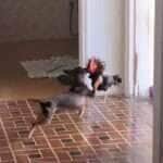 Cena inusitada entre os dois animais foi registrada em vídeo e viralizou nas redes sociais; disputa pelo alimento arrancou risadas e dividiu opiniões entre internautas.