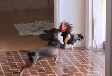 Cena inusitada entre os dois animais foi registrada em vídeo e viralizou nas redes sociais; disputa pelo alimento arrancou risadas e dividiu opiniões entre internautas.