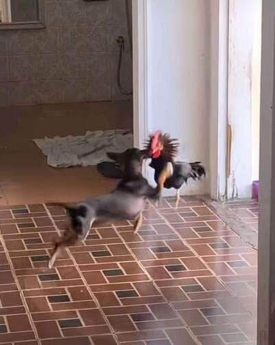 Cena inusitada entre os dois animais foi registrada em vídeo e viralizou nas redes sociais; disputa pelo alimento arrancou risadas e dividiu opiniões entre internautas.