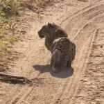 Registro impressionante revela a estratégia silenciosa e precisa de um leopardo durante a caçada — um espetáculo natural de inteligência felina.
