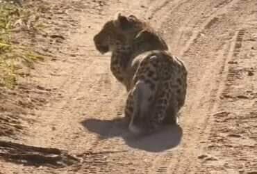 Registro impressionante revela a estratégia silenciosa e precisa de um leopardo durante a caçada — um espetáculo natural de inteligência felina.
