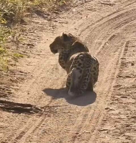 Registro impressionante revela a estratégia silenciosa e precisa de um leopardo durante a caçada — um espetáculo natural de inteligência felina.