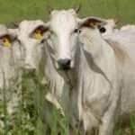 Mato Grosso eleva exportações de carnes no semestre com alta puxada pela bovina