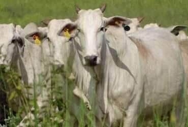 Mato Grosso eleva exportações de carnes no semestre com alta puxada pela bovina