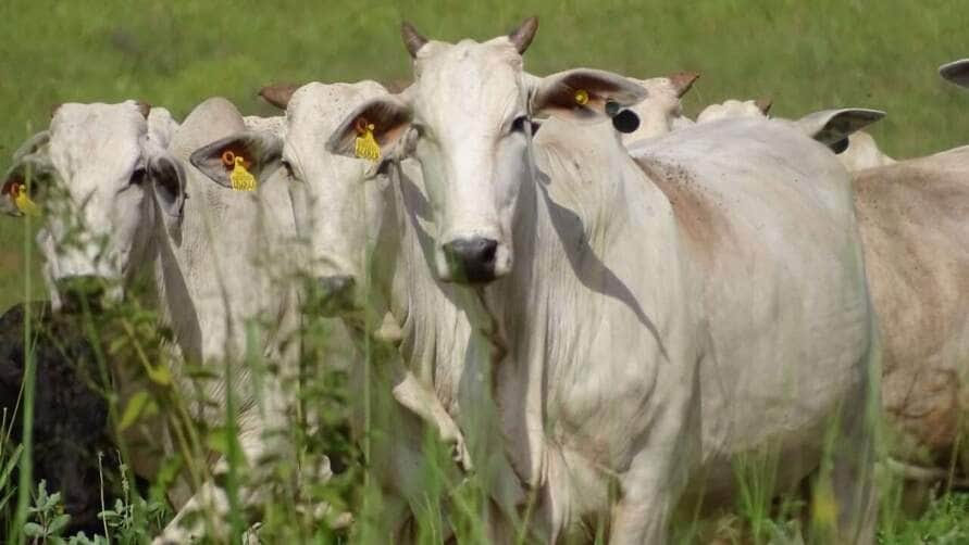 Mato Grosso eleva exportações de carnes no semestre com alta puxada pela bovina