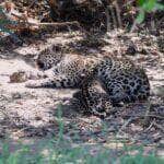 Em vídeo emocionante, biólogo registra momento de puro instinto materno no Pantanal Mato-grossense: uma onça-pintada alimentando tranquilamente seu filhote em meio à natureza selvagem.