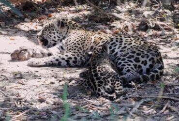 Em vídeo emocionante, biólogo registra momento de puro instinto materno no Pantanal Mato-grossense: uma onça-pintada alimentando tranquilamente seu filhote em meio à natureza selvagem.