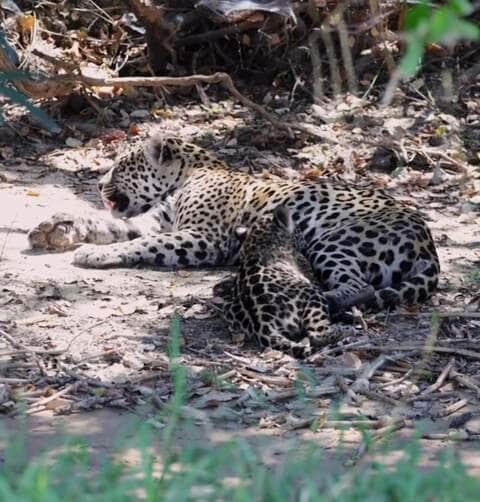Em vídeo emocionante, biólogo registra momento de puro instinto materno no Pantanal Mato-grossense: uma onça-pintada alimentando tranquilamente seu filhote em meio à natureza selvagem.