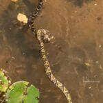 Cena impressionante mostra casal de cobras em pleno acasalamento dentro de um riacho; em um momento curioso, a fêmea arrasta o macho em meio à correnteza