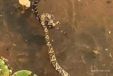 Cena impressionante mostra casal de cobras em pleno acasalamento dentro de um riacho; em um momento curioso, a fêmea arrasta o macho em meio à correnteza