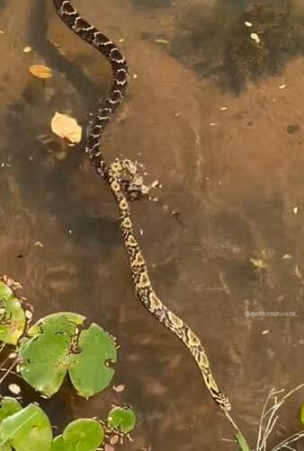 Cena impressionante mostra casal de cobras em pleno acasalamento dentro de um riacho; em um momento curioso, a fêmea arrasta o macho em meio à correnteza