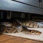 Cobra de 1,5 metro é capturada em motel em Mato Grosso