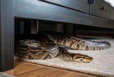 Cobra de 1,5 metro é capturada em motel em Mato Grosso