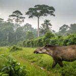 Anta morre após ser resgatada em Mato Grosso