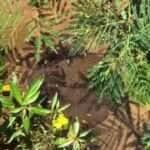 Arraia de Fogo dá show na beira do rio ao caçar peixinhos: “Parece cena de filme!”