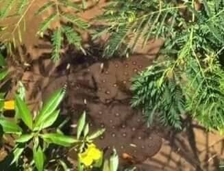 Arraia de Fogo dá show na beira do rio ao caçar peixinhos: “Parece cena de filme!”