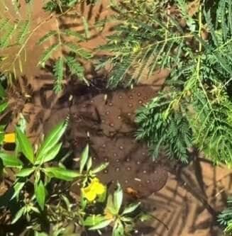 Arraia de Fogo dá show na beira do rio ao caçar peixinhos: “Parece cena de filme!”