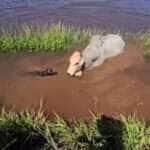 Cena inusitada foi flagrada na zona rural do Brasil: em um verdadeiro duelo de inteligência e coragem, um pequeno cão ajuda os peões a tirar um boi do lago — e rouba a cena com seu jeito destemido.