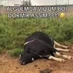 Boi roncador vira estrela das redes sociais com "barulho de trator" durante soneca na fazenda