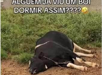 Boi roncador vira estrela das redes sociais com "barulho de trator" durante soneca na fazenda