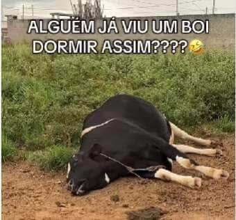 Boi roncador vira estrela das redes sociais com "barulho de trator" durante soneca na fazenda