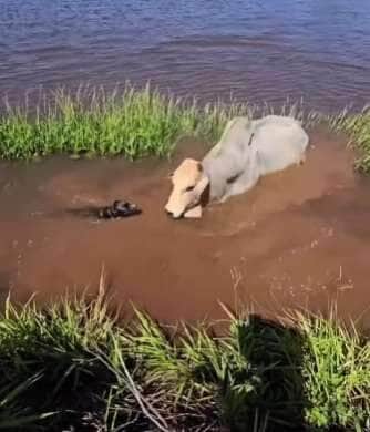Cena inusitada foi flagrada na zona rural do Brasil: em um verdadeiro duelo de inteligência e coragem, um pequeno cão ajuda os peões a tirar um boi do lago — e rouba a cena com seu jeito destemido.