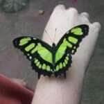 Borboletas, abelhas e outros insetos estão desaparecendo. E eu com isso? - Divulgação