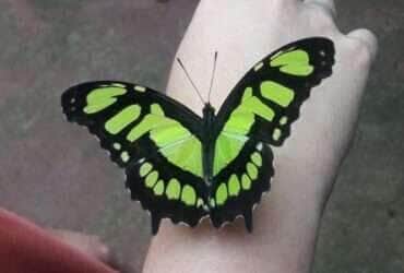 Borboletas, abelhas e outros insetos estão desaparecendo. E eu com isso? - Divulgação