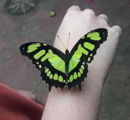 Borboletas, abelhas e outros insetos estão desaparecendo. E eu com isso? - Divulgação