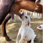 A cena inusitada de um cachorro mamando nas tetas de uma cabra, enquanto o filhote legítimo observa furioso, viralizou nas redes sociais e arrancou gargalhadas dos internautas.