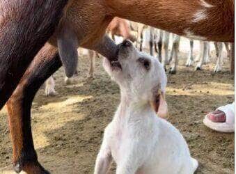 A cena inusitada de um cachorro mamando nas tetas de uma cabra, enquanto o filhote legítimo observa furioso, viralizou nas redes sociais e arrancou gargalhadas dos internautas.