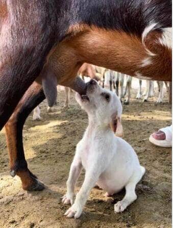 A cena inusitada de um cachorro mamando nas tetas de uma cabra, enquanto o filhote legítimo observa furioso, viralizou nas redes sociais e arrancou gargalhadas dos internautas.