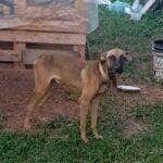 Animal estaria desnutrido e sem cuidados; ocorrência foi encaminhada para a SOS Animais