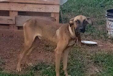 Animal estaria desnutrido e sem cuidados; ocorrência foi encaminhada para a SOS Animais