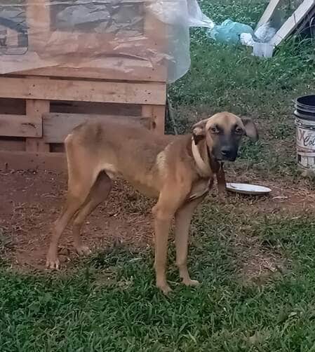 Animal estaria desnutrido e sem cuidados; ocorrência foi encaminhada para a SOS Animais