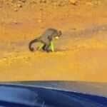 Macaco atravessa estrada com espigas de milho “roubadas” em fazenda de Mato Grosso
