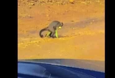 Macaco atravessa estrada com espigas de milho “roubadas” em fazenda de Mato Grosso
