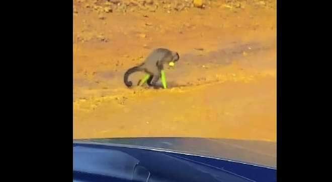 Macaco atravessa estrada com espigas de milho “roubadas” em fazenda de Mato Grosso